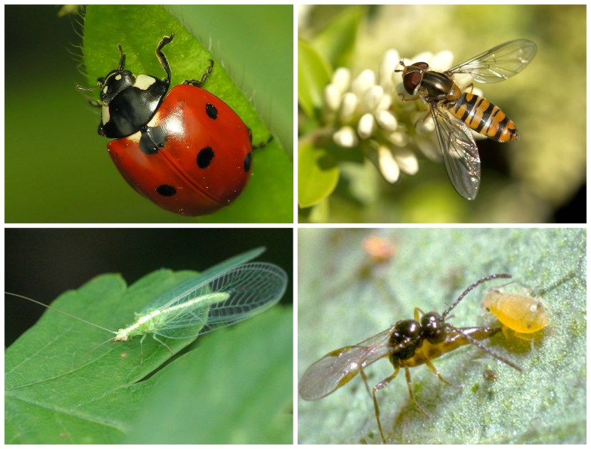 Nell’equivalente afidico di un museo dell’Olocausto, ecco dall’alto a sinistra e in senso orario la coccinella Coccinella septempunctata, il sirfide Episyrphus balteatus e la crisopa Chrysoperla carnea (immagini Wikimedia Commons), che allo stadio larvale (e la coccinella anche da adulto) sono tutti voraci predatori di afidi. Nell’ultima immagine la vespa parassitoide Aphidius colemani (immagine www.freshplaza.it) colta con le mani nel sacco, o meglio con l’ovopositore nell’afide.