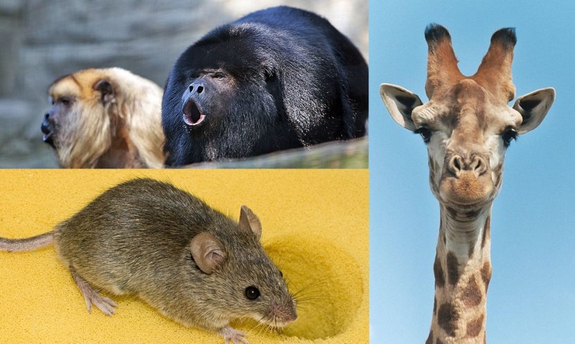 I nostri protagonisti. Immagini Wikimedia Commons