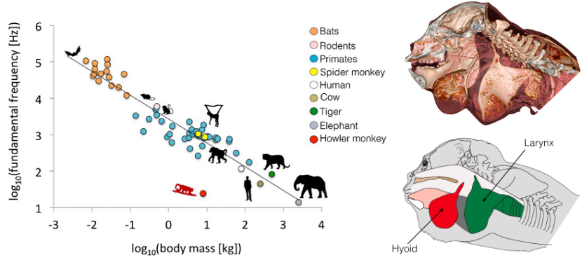 A sinistra un grafico che vi mostra l'andamento della frequenza di vocalizzazione e la massa dell'animale che le emette, in rosso le Alouatta. A destra uno schema della testa di una scimmia urlatrice. Immagini adattate da Dunn et al. 2015
