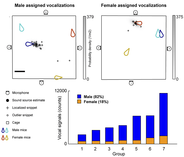 Grafici molto simpa. Grazie al nuovo metodo si riesce a capire quale topo (le gocce) emette un richiamo. In basso trovate anche che i topi maschi, in blu, emettono molti più richiami rispetto alle femmine quando si incontrano. Immagine modificata da Neunuebel et al. 2015