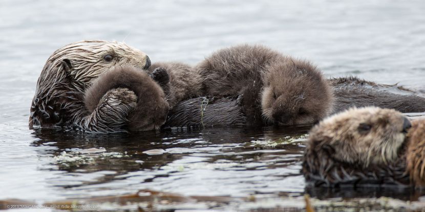 1280px-Mother_sea_otter_with_rare_twin_baby_pups_(9137187459)