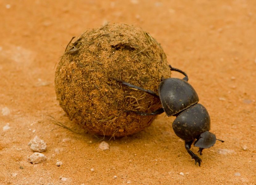 A-RF-dreamstime-19034928_vm9lkc