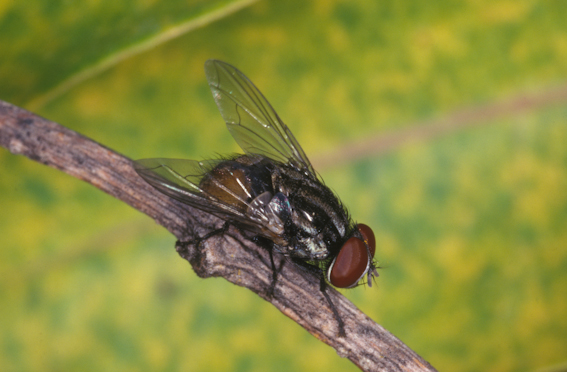 musca-vetustissima
